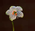 Largeleaf grass of Parnassus